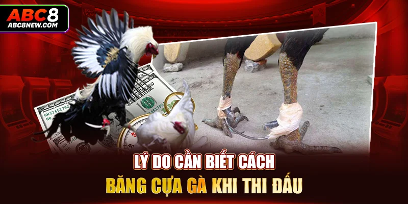 Lý do cần biết cách băng cựa gà khi thi đấu